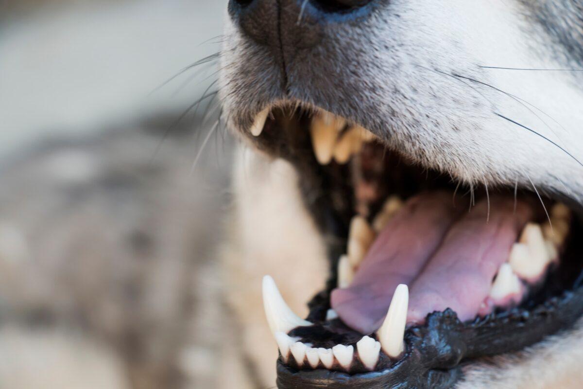 Dog's teeth