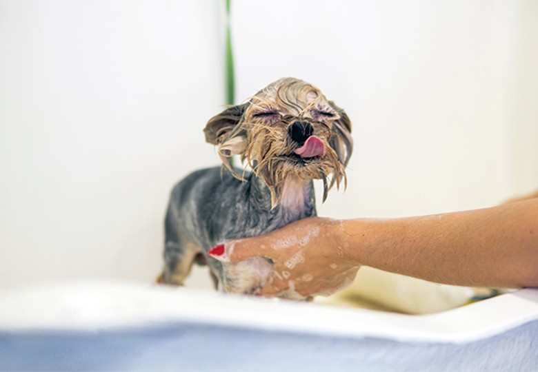 Grooming